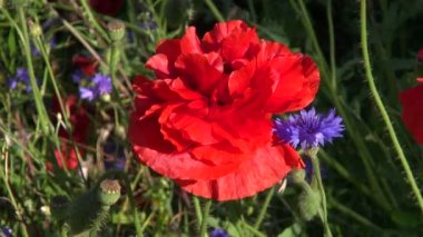 Kırmızı ve mavi haşhaş Peygamber Çiçeği çiçekleri Rüzgar
