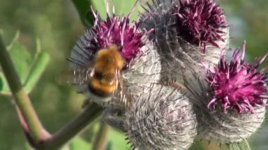 büyük dulavratotu (arctium fındık) tıp çiçek ve yaban arısı