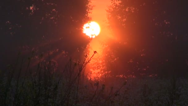 Прекрасный летний восход солнца — стоковое видео