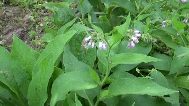 Herbe médicale Fleur commune de consoude (Symphytum officinale) sur prairie — Video