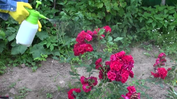 Trädgårdsmästare sprutning rose bush knoppar med insektsmedel — Stockvideo