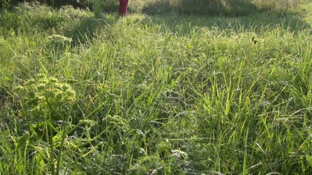 เกษตรกรเดินบนทุ่งหญ้าหญ้าตอนเช้า — วีดีโอสต็อก