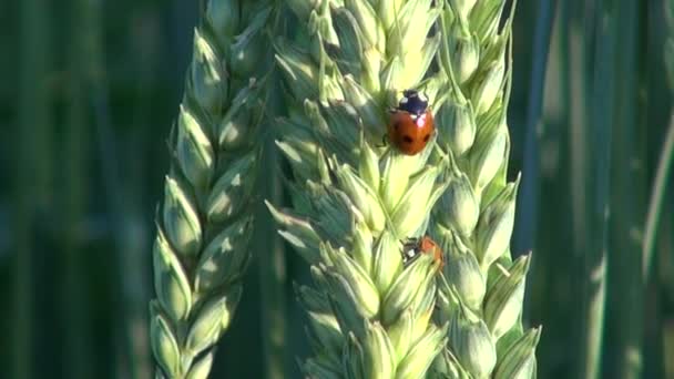 Insect lieveheersbeestje lieveheersbeestjes op tarwe oren — Stockvideo