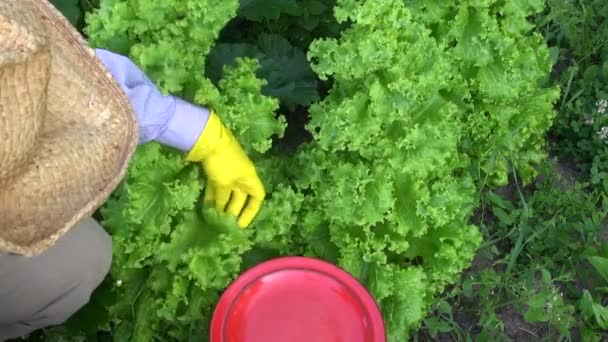 Agricultor jardinero recogiendo lechuga fresca — Vídeo de stock