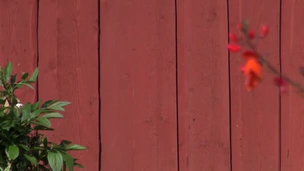 Escalera de madera en la pared del granero granja — Vídeo de stock