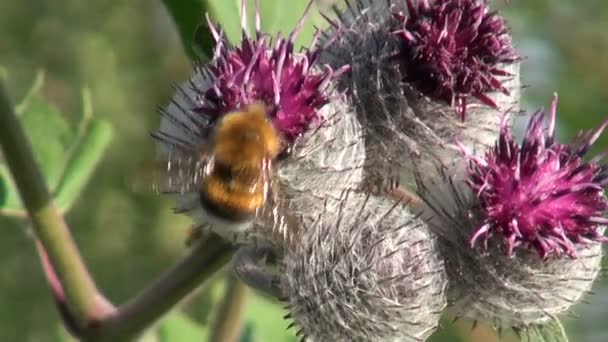 Μεγάλη κολλιτσίδα (arctium lappa) ιατρική λουλουδιών και bumblebee — Αρχείο Βίντεο