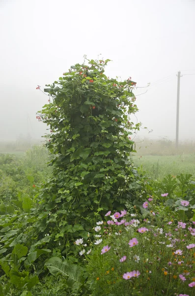 Brouillard du matin d'été dans le jardin de la ferme et la brousse de haricots — Photo