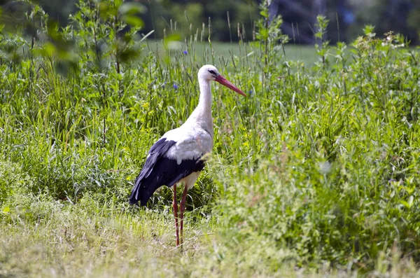 White stork Ciconia in green grass — Stock Photo, Image