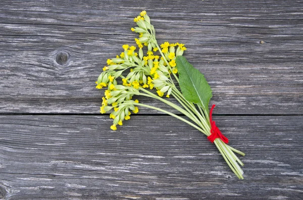 Közös cowslip primrosa (primula veris) orvosi virágok csomó — Stock Fotó