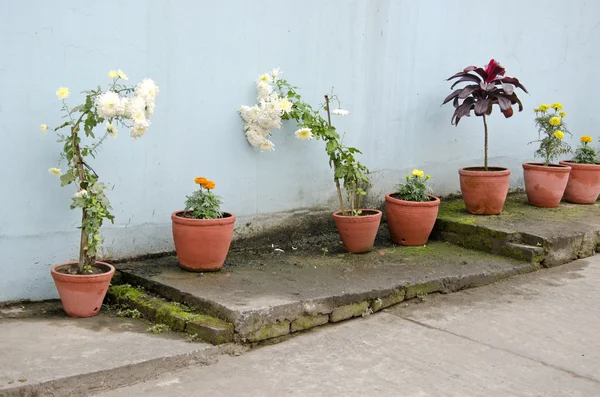 Blommor och lera blomkrukor på gatan — Stockfoto