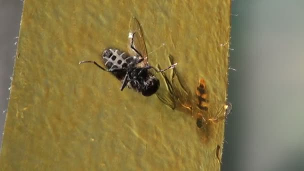 Ruban adhésif House-fly on fly trap 