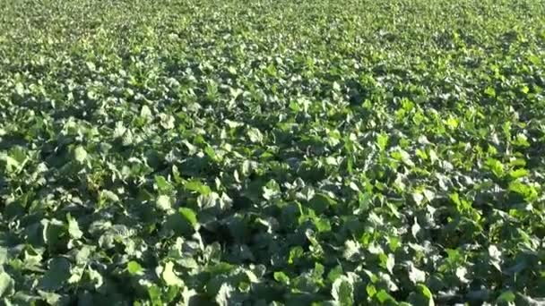 Campo de brotes de colza de otoño — Vídeo de stock