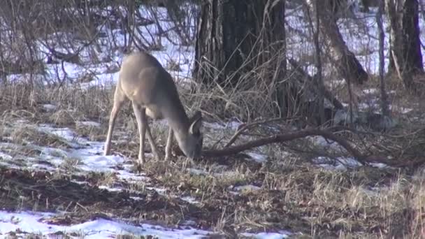 Chevreuil d'Europe sauvage dans la forêt d'hiver 