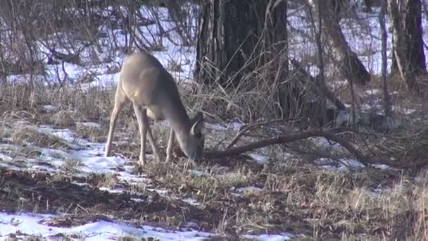 Wild Europese reeën in winter forest — Stockvideo