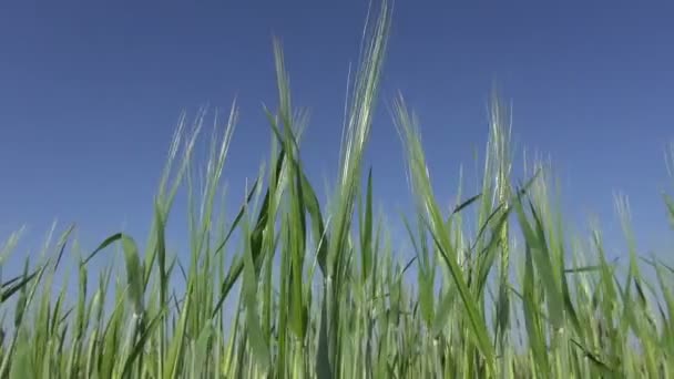 Jeunes oreilles d'orge sur fond de ciel et de vent 