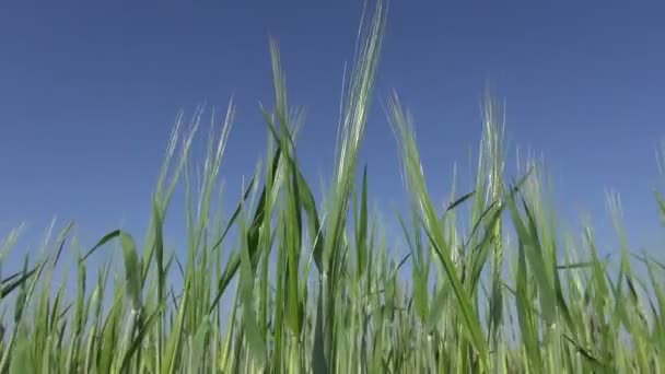 Jonge gerst oren op hemelachtergrond en wind — Stockvideo