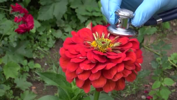 Trädgårdsmästare söker sommar blomma zinnia hälsa med stetoskop. — Stockvideo