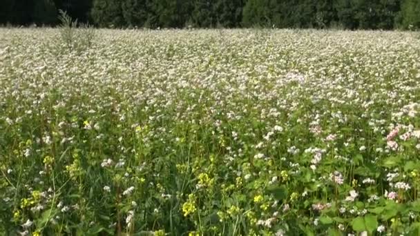 Letní Pohanka zemědělství kvetoucí pole — Stock video