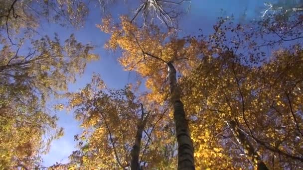 Viento otoñal en hermoso bosque de álamo — Vídeo de stock