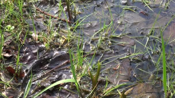 Grande tritone crestato (Triturus cristatus) che sta per deporre le uova nello stagno — Video Stock