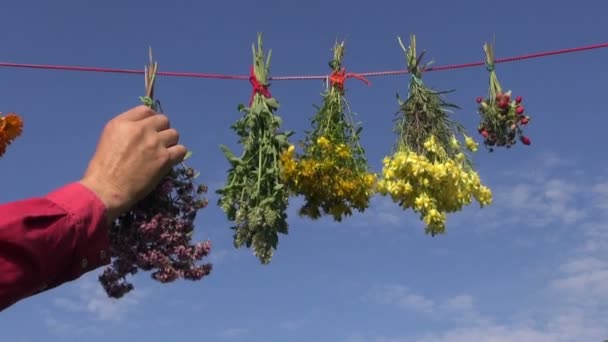 Friss nyári Gyógynövényismeret lóg a vörös string. — Stock videók