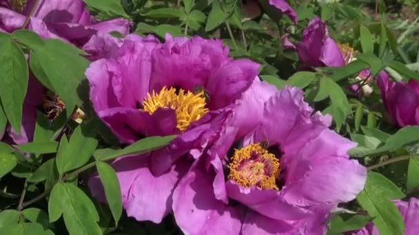 Bee in mooie zomerse peony bloei — Stockvideo