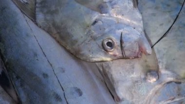 taze balık Asya pazarı, kanyakumari beach, Hindistan
