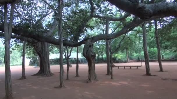 Grote Banyanboom in auroville ecologische stadspark, tamil nadu, india — Stockvideo