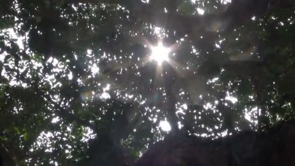 Luce del sole e movimento della fotocamera nelle foglie di banyan tree, Auroville, India — Video Stock