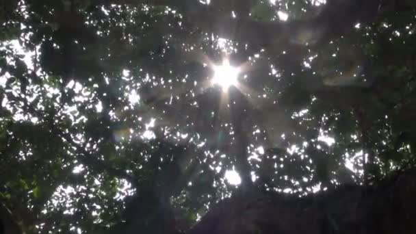 Sunlight and camera motion in banyan tree leaves, Auroville, India — стоковое видео