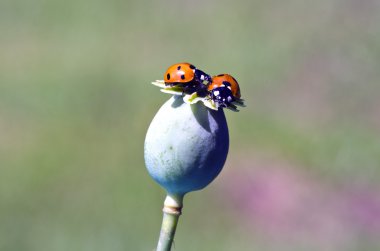 Ladybird yeşil haşhaş tohumu kutusu