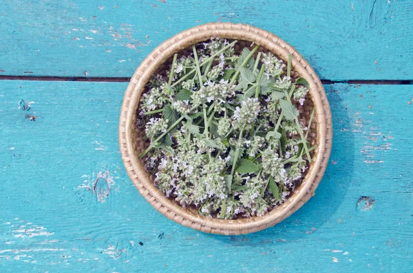 Balsam citronmeliss mint växtbaserade växt blad i i träplatta — Stockfoto