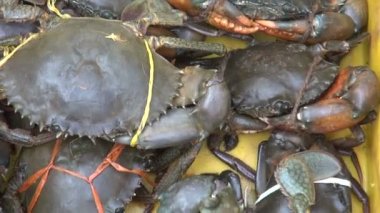 canlı yengeçler plastik kutu - kochi seafood market, Türkiye