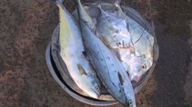 Balık Asya pazarı, kanyakumari beach, Güney Hindistan