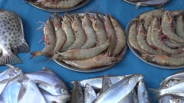 Poisson, crevettes et calmars dans une plaque métallique - marché des fruits de mer à Kochi, Inde — Video