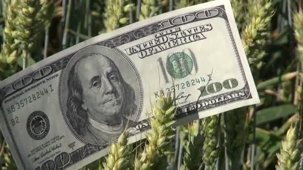 Agricultura negocio dinero concepto. Billete en dólares estadounidenses usd en espigas de trigo — Vídeo de stock
