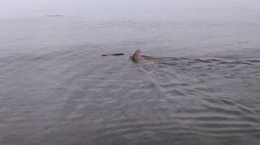 Deniz suyu sopa ile Yüzme mutlu köpek
