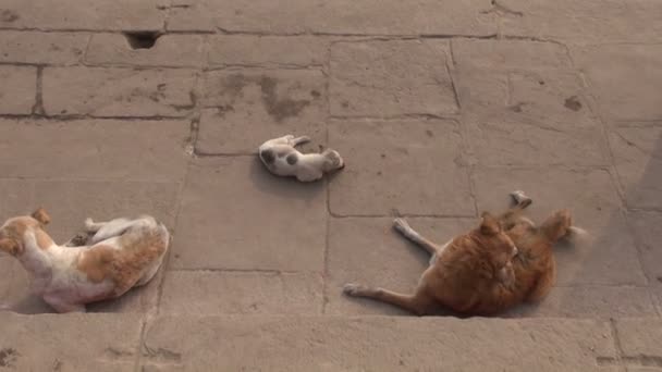 Kleine hondje in Heilige Varanasi straat spelen met bloem bloesem, India — Stockvideo