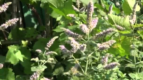 Fresh summer medical herbs mint blossoms in garden — Stock Video