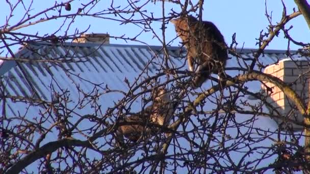 Två katter på vintern äppelträd — Stockvideo