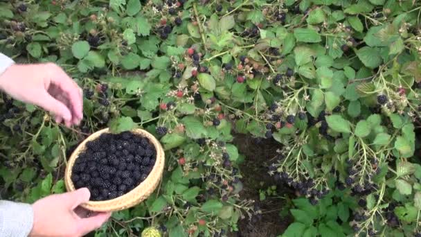 Agricoltore giardiniere mani raccogliendo mora — Video Stock