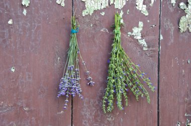 taze tıbbi bitkiler lavanta ve eski duvar çördük (hyssopus officinalis)