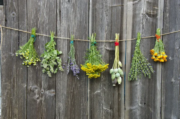 Medical herbs flowers bunch collection on old wooden wall — Stock Photo, Image