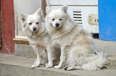iki güzel tüylü köpek sokakta Katmandu, nepal