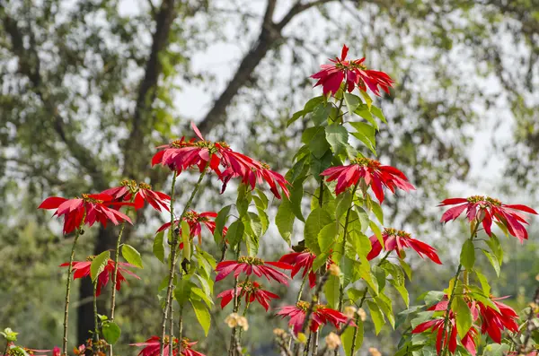 Красиві квіти в Lumbini, Непал — стокове фото