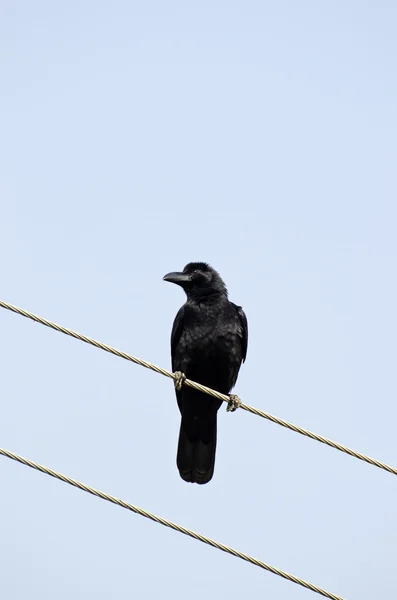 Cuervo negro en Asia, Nepal —  Fotos de Stock