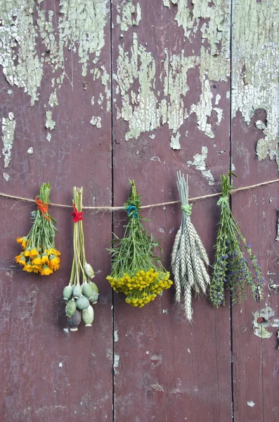 Varions planten en medisch kruid bos op oude muur — Stockfoto