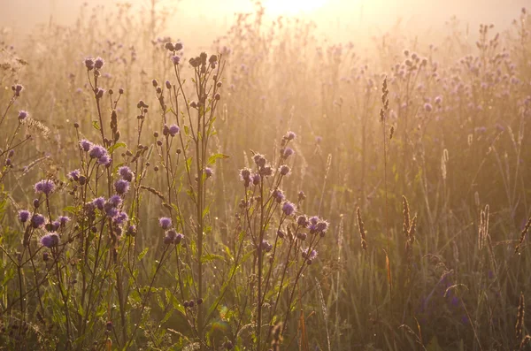 Taufrisch schöner Sommermorgen Gras und Sonnenaufgang Sonnenlicht — Stockfoto