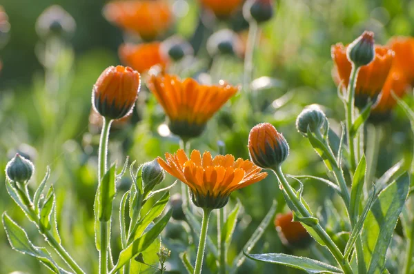 Dewy Goudsbloem Goudsbloem medische bloemen in de tuin — Stockfoto