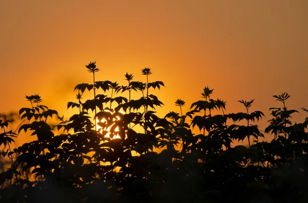 Summer sunrise tree leaves and sky background — Stock Photo, Image